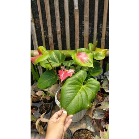 Anthurium Bunga Presiden