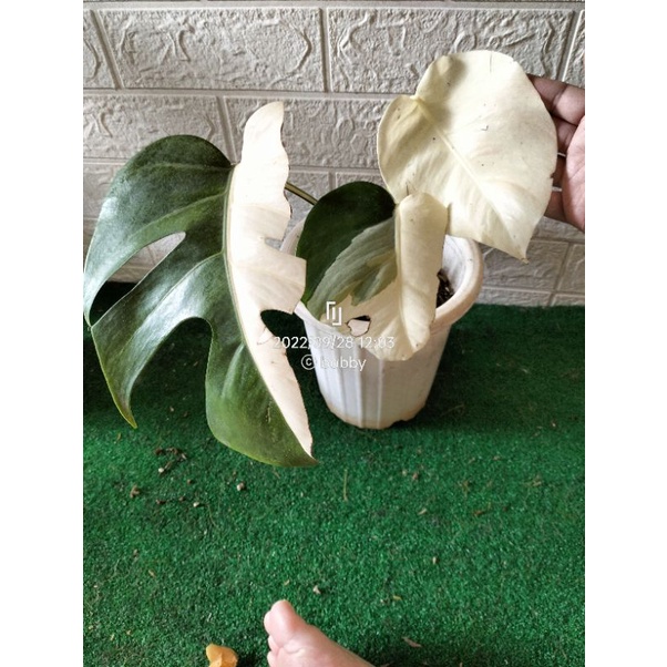 monstera Varigata menor 3 daun