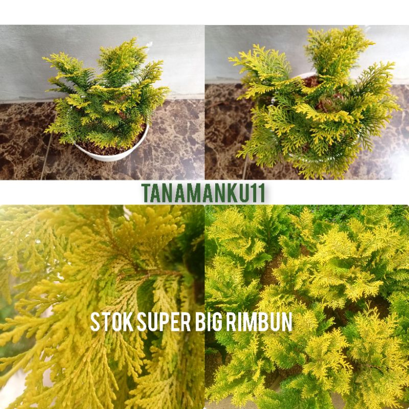 Tanaman Cemara Inoki Emas Besar Rimbun Super