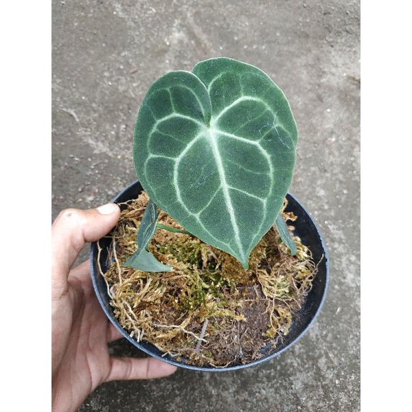 Anthurium clarinervium pagoda