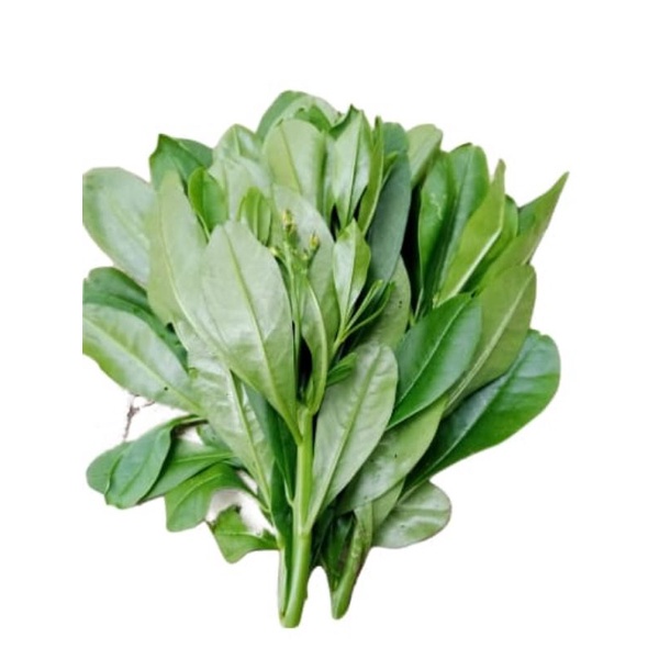 

jual daun ginseng Jawa segar 500g