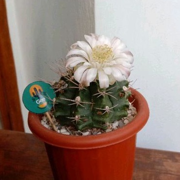 ❤️Kaktus / Sukulen / Tanaman kaktus / pot kaktus / kaktus ownroot / kaktus potelan / hampers kaktus 