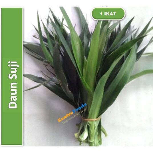 

Daun Suji - Daun Suji Hijau Fresh | 1 Ikat [ Harga Per PCS ]