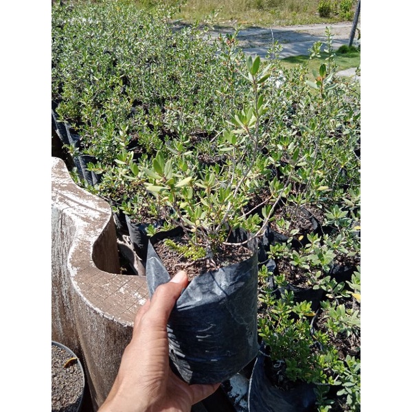 BONSAI SANTIGI VARIAN MAWAR SUPER BAHAN BONSAI SUPER