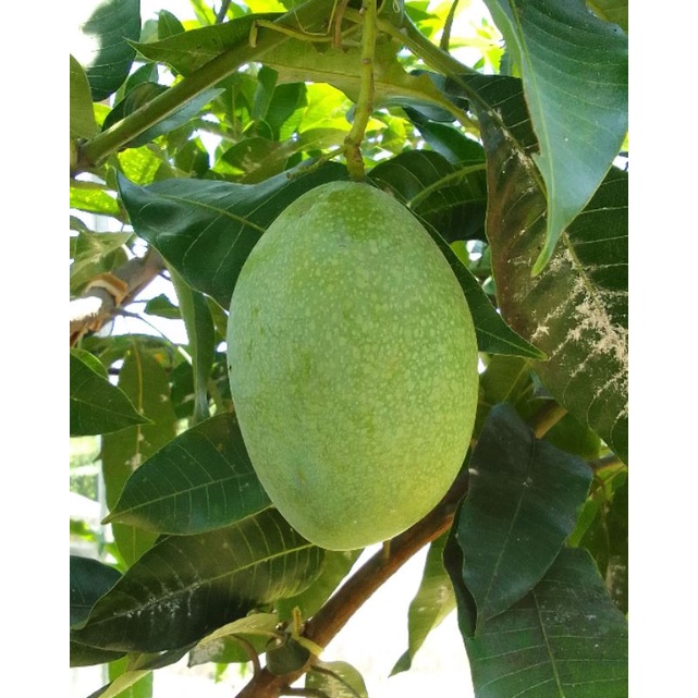 

Buah mangga manalagi madu 1 buah