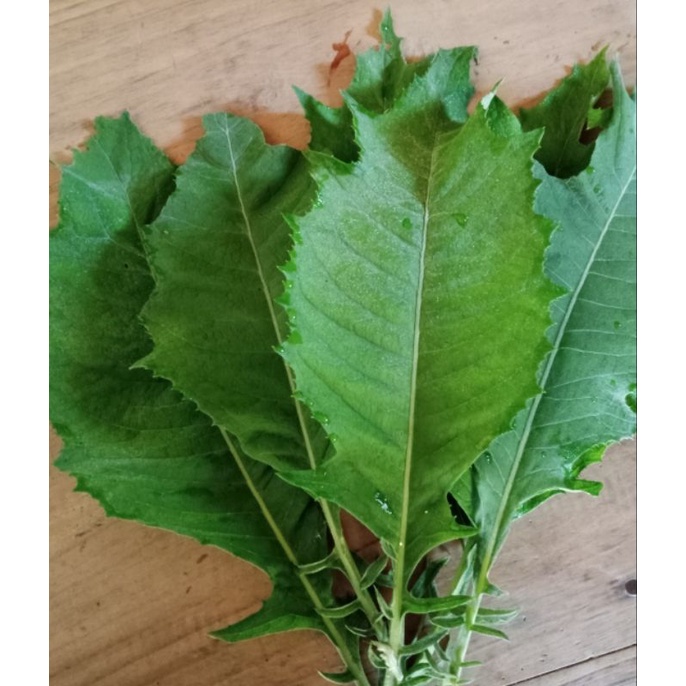 

daun sembung segar 500g