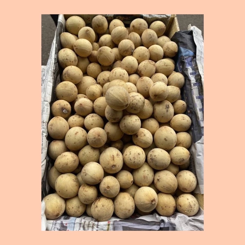 

Duku / buah duku palembang