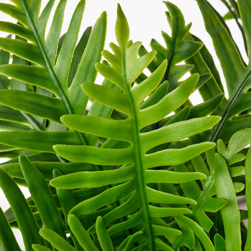 FEJKA Tanaman tiruan dalam pot, polypodium, 9 cm