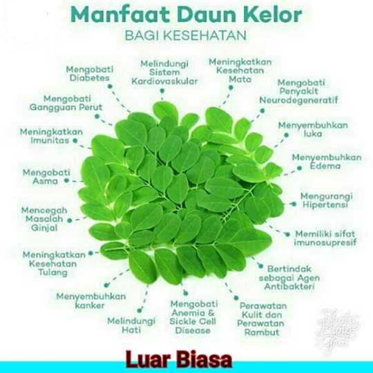 

Serbuk Bubuk Kelor Kering 50 GRAM bersih hijau KUALITAS PREMIUM JAMINAN ORI
