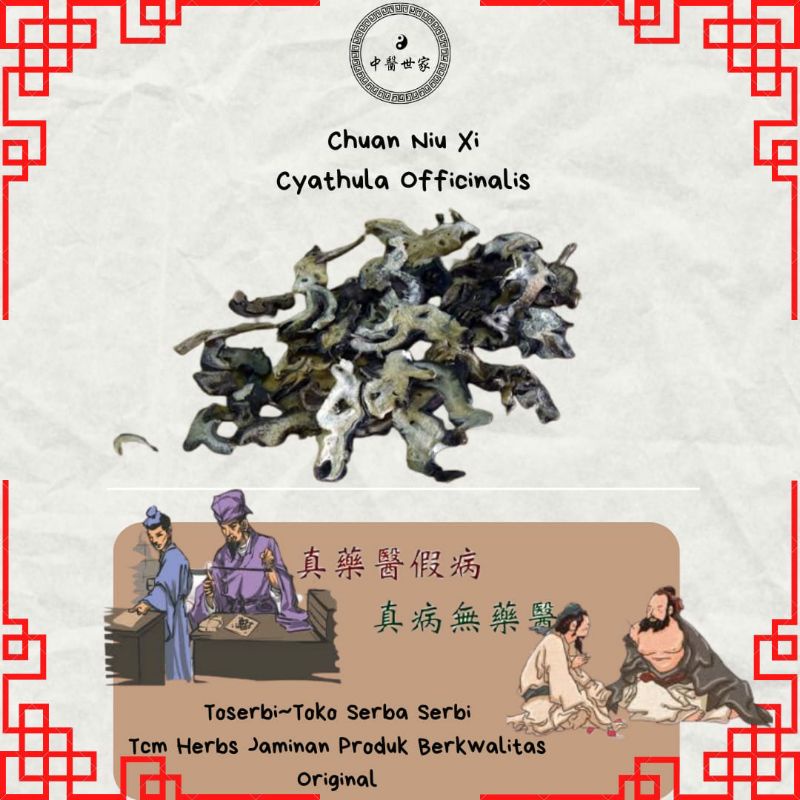 

100gr 川牛膝 Chuan Niu Xi Cyathula Officinalis Radix Cyathulae