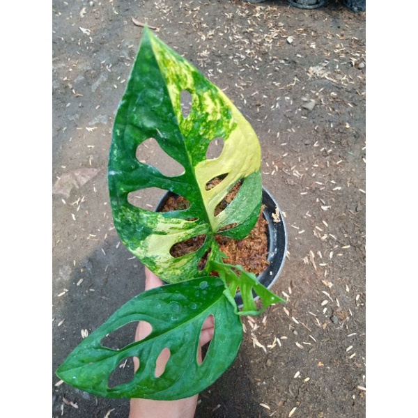 Tanaman hias bunga Janda bolong varigata Jepang