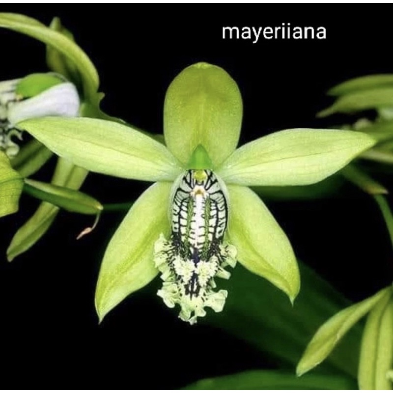 Coelogyne mayeriana