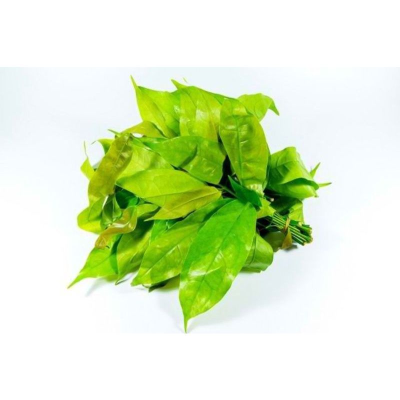 

Daun melinjo segar per ikat