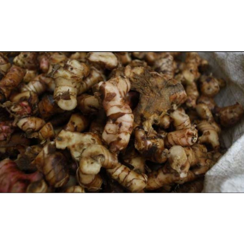 

lengkuas/ laos segar