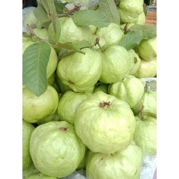 

jambu kristal