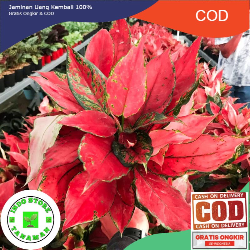 AGLONEMA RUBY GARUDA MERAH RUMPUN 4-5 AGLAONEMA RUBI GARUDA MERAH MURAH MERIAH