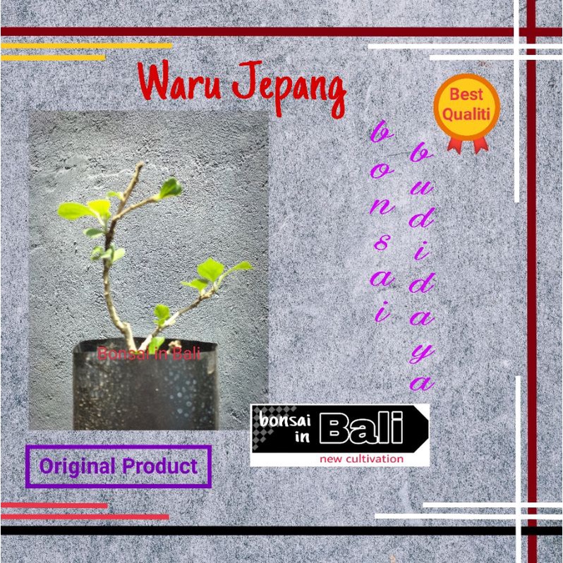 Bibit bahan Bonsai Waru Jepang
