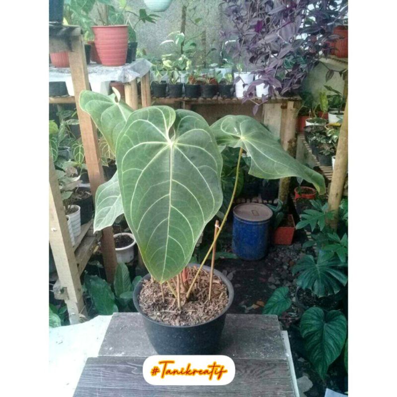 Kuping gajah Magnificum Verde