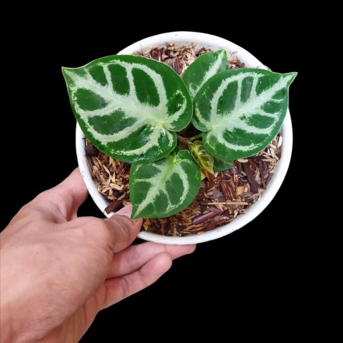 Anthurium kuping Gajah Silver Mangkok atau dorayaki silver mangkok