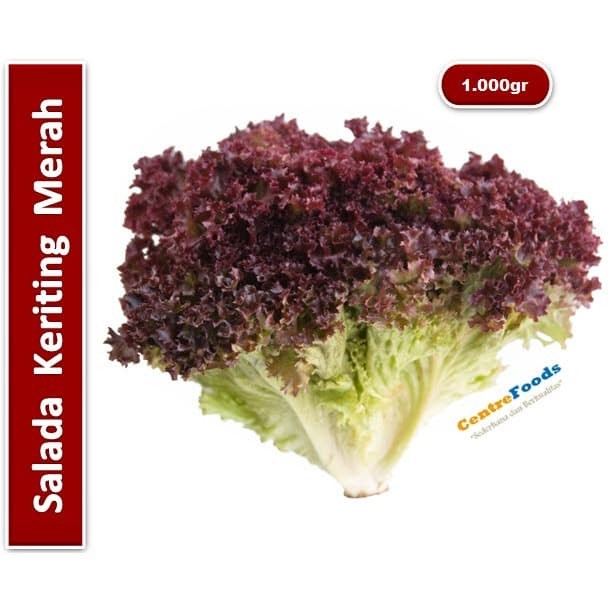 

Selada Keriting Merah Segar - Selada Daun Merah Salad Lollo Rosso Fresh | 1.000gr [ Harga Per KG ]