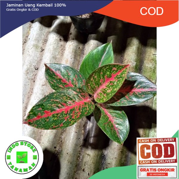aglaonema red stardas (FREE POT+MEDIA TANAM)