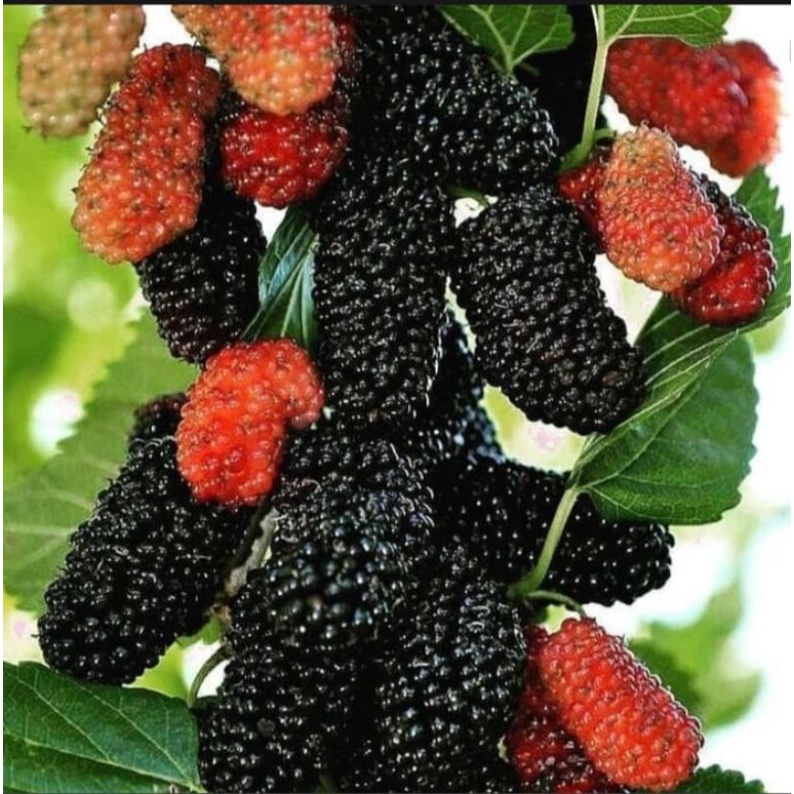 bibit buah murbei / besaran