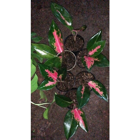 aglonema kocin paramuai/red/camelon baby