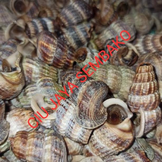 BARU SPESIAL KEONG NENEK BERSIH POTONG BUNTUT / KATANGLO BERSIH / CHAO LO / TUTUT / SIPUT SEDUT / KA