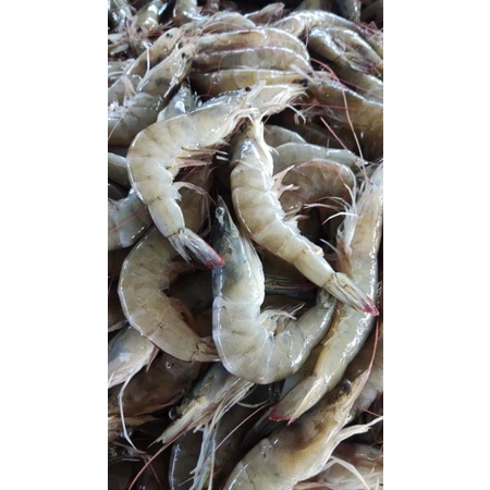 

ikan,daging freezer & fresh