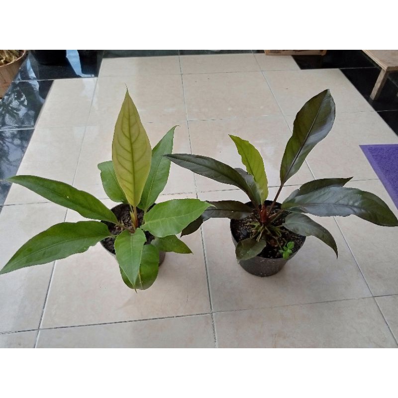 ANTHURIUM HOKERI  MURAH