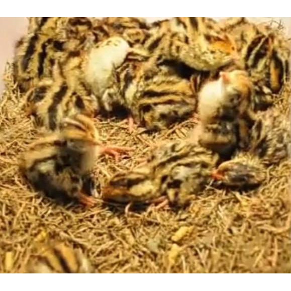 

<H-OQQ} <☼} Telur puyuh tetas/fertil kemasan 50 butir + bonus telur <✯✯✯✯✯}