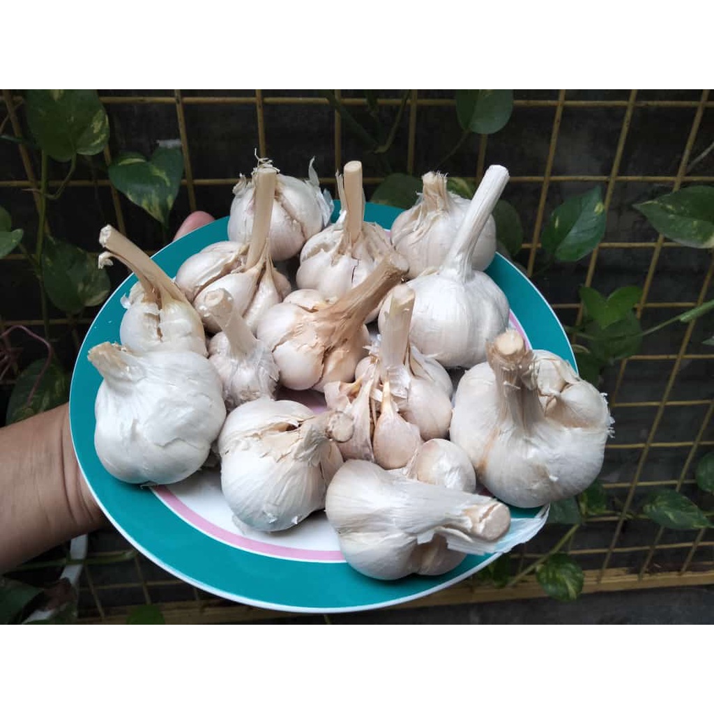 

Bawang Putih Kating Super
