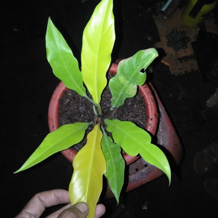 tanaman hias- ring of fire gold/philo gergaji golden+pot yogap