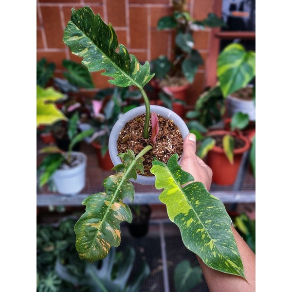 Philodendron Ring Of Fire