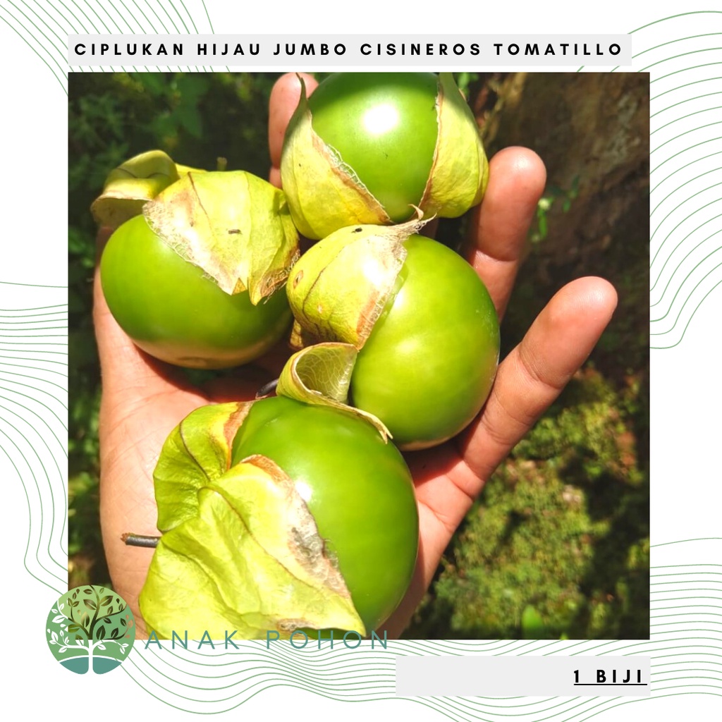 Benih Bibit Biji - Ciplukan Hijau Jumbo Cisineros Tomatillo Seeds