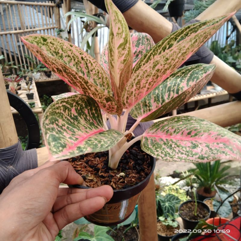tanaman hias Aglonema red legaci