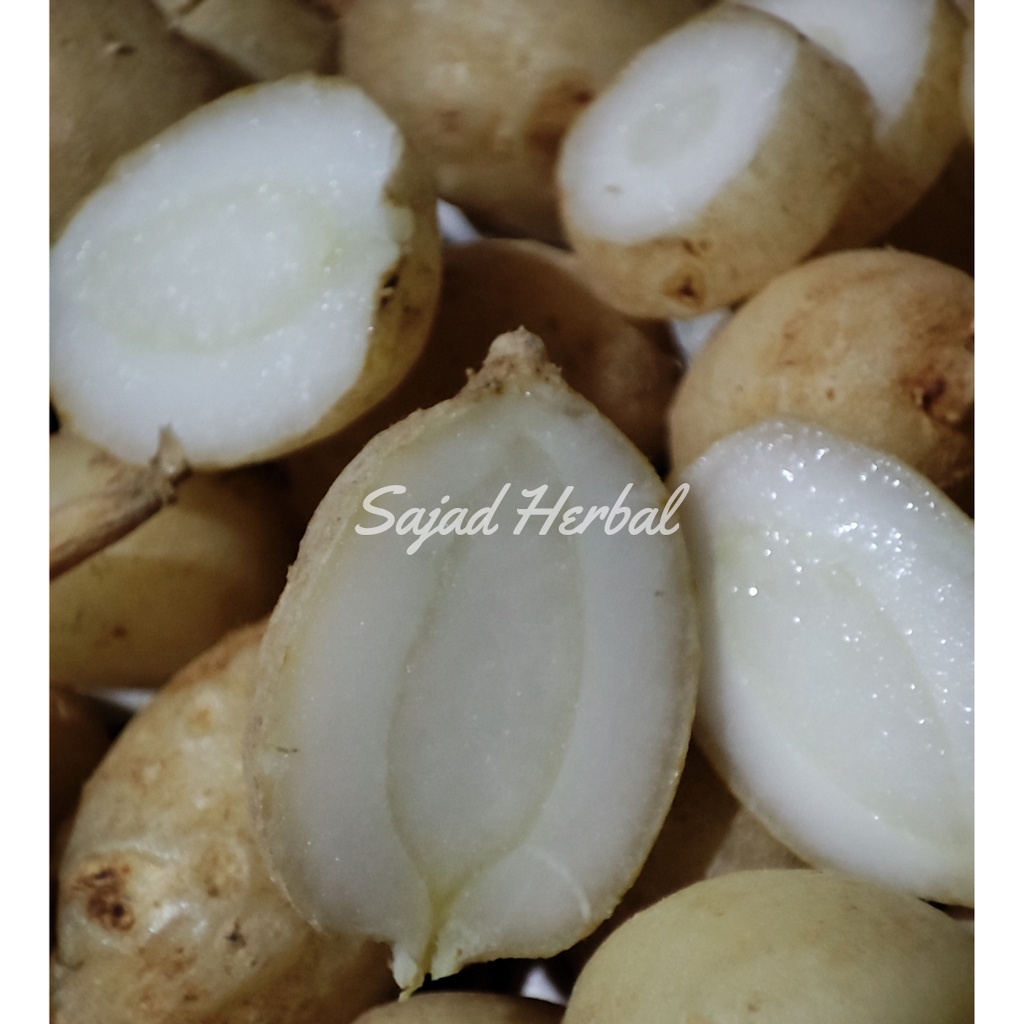 

Kunyit Putih Buah/ Rimpang/ Gombyok Segar Alami 1KG (Curcuma Zedoaria)