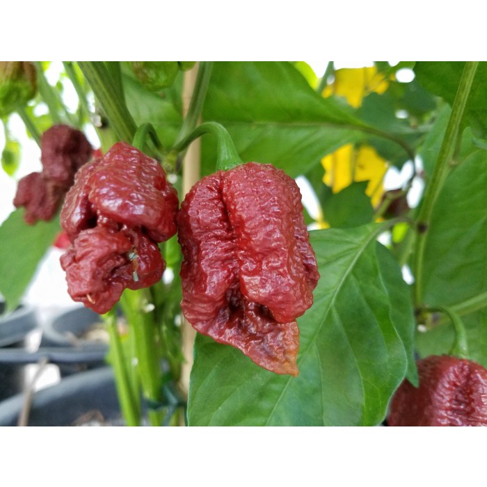 Benih Bibit Biji - Cabai Borg 9 Chocolate Cabe Super Pedas Pepper Seeds