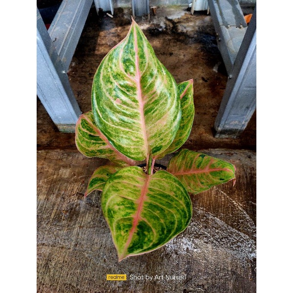 Aglaonema susan
