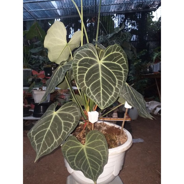 kuping Gajah clarinervium/Tarantula