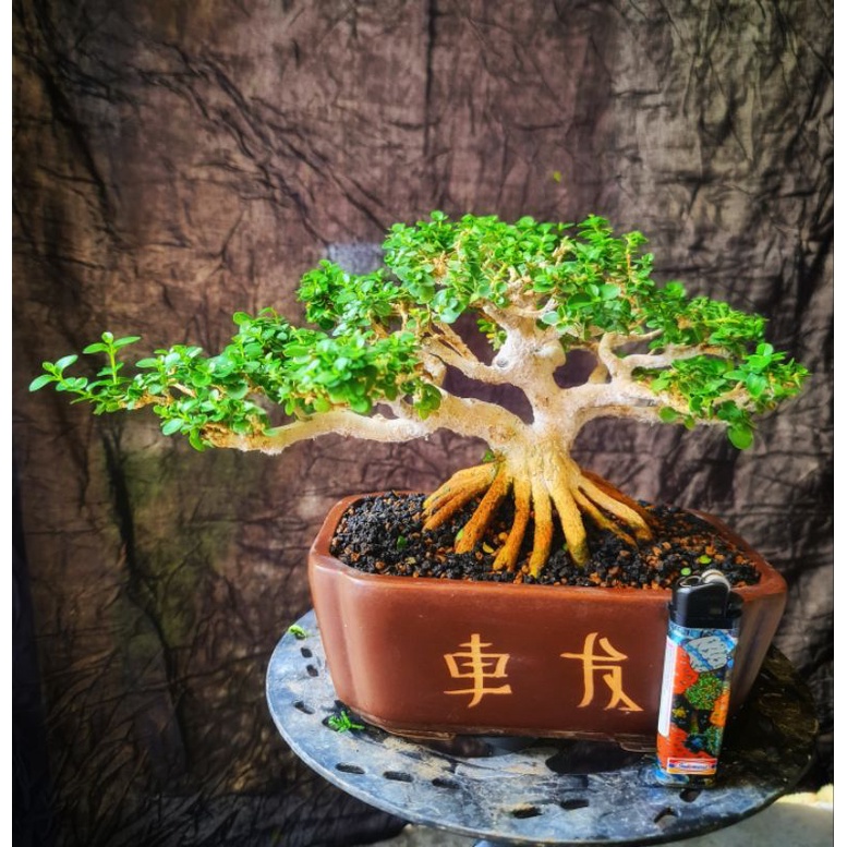 Bonsai Sancang Mame Siap Pajang Kontes Prestasi Prokar
