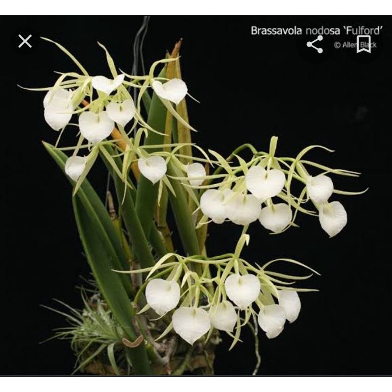 brassavola nodosa