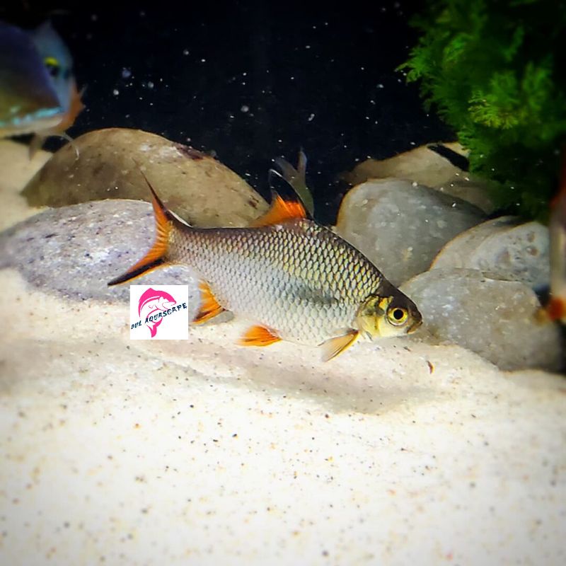 Hiasan aquarium / ikan hias kaviat