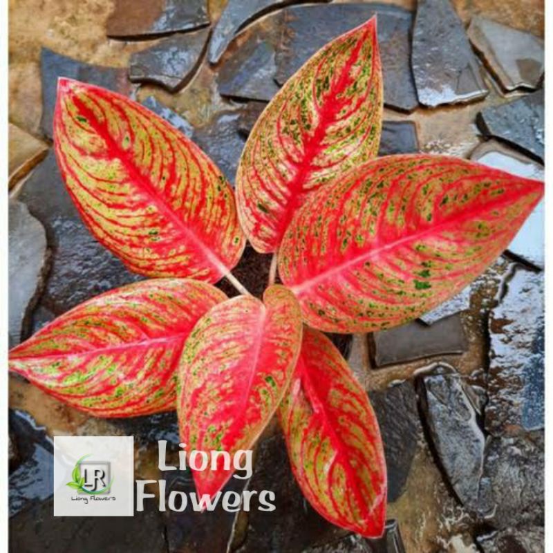 Aglonema Legacy Merah
