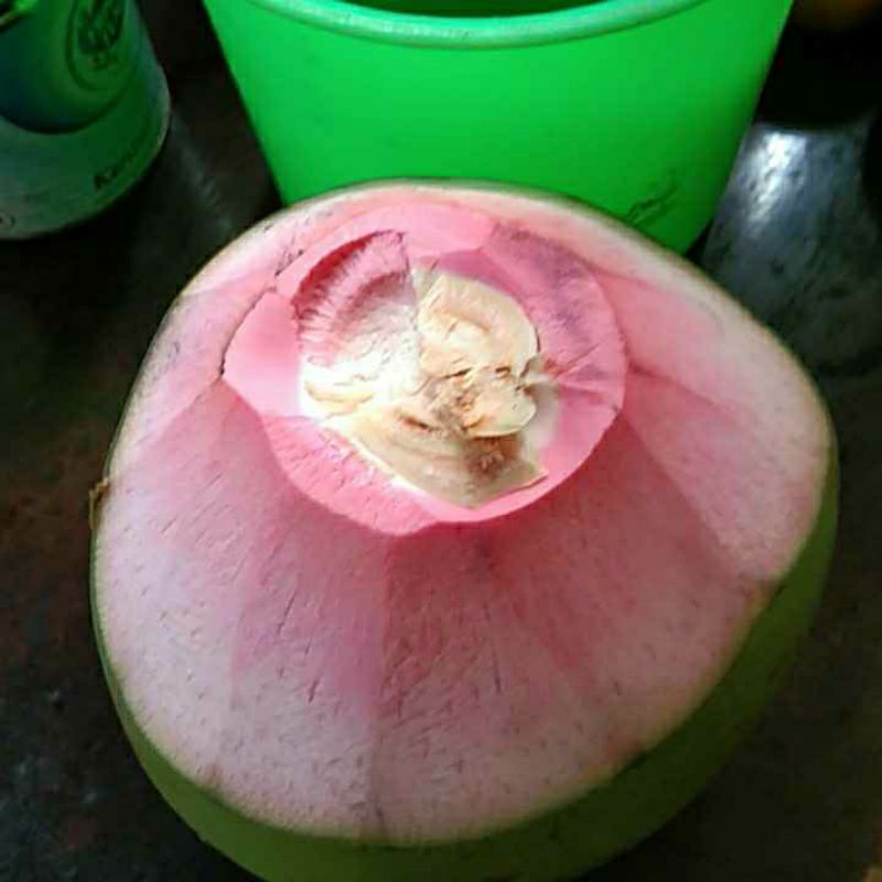 Buah kelapa muda kelapa ijo cengkir/kelapa obat