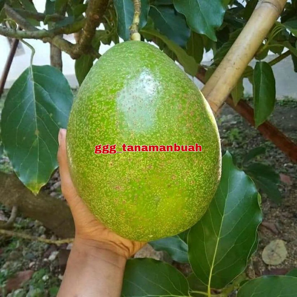 Bibit Alpukat WINA Asli Tanaman Buah Hasil Okulasi Super Genjah