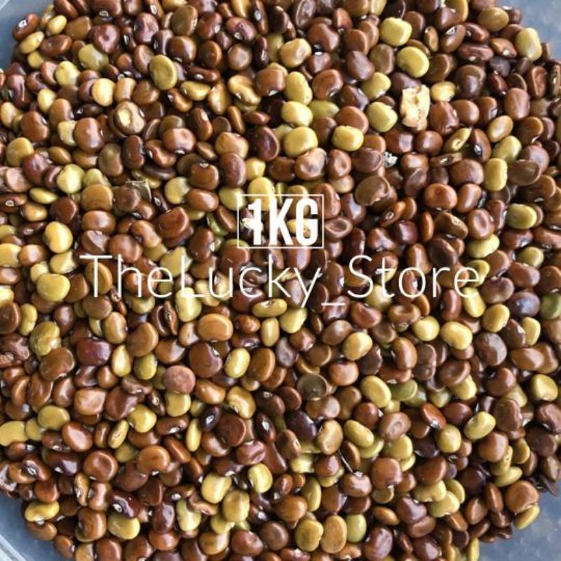 1kg Benih Bibit Tanaman / Biji Kacang Kacangan CC Calopogonium Caeruleum
