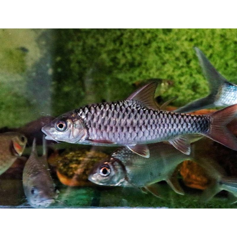 Heter 1, Benasi 1 dan Tor Sinensis 4