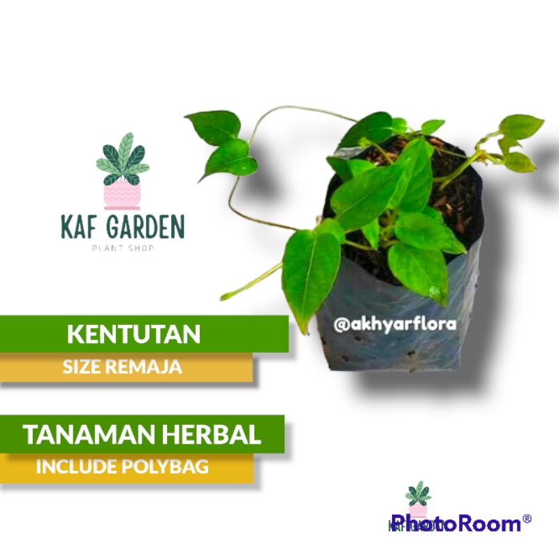 Jual Simbukan Kentutan Tanaman Herbal Daun Simbukan Daun Kentutan Paederia Foetida Shopee