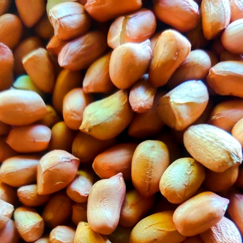 

Kacang Tanah Murah NTT 500gram